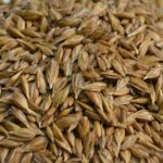 Farro: il cereale dell’estate ricco di proteine e sali minerali