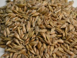 Farro: il cereale dell'estate ricco di proteine e sali minerali