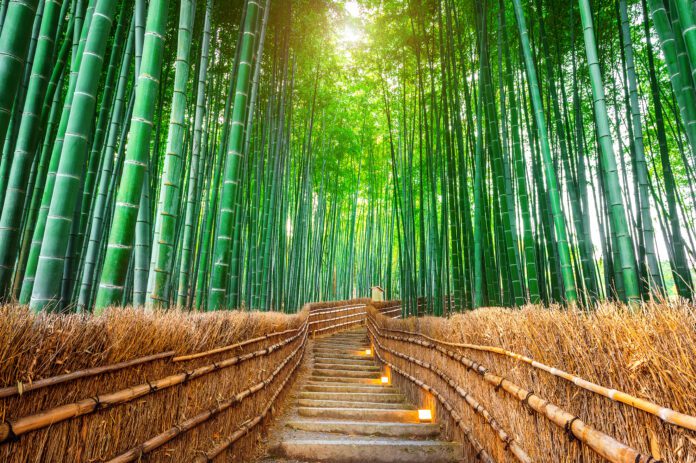 Bambù: l'acciaio vegetale e il superfood che sostiene l'ambiente